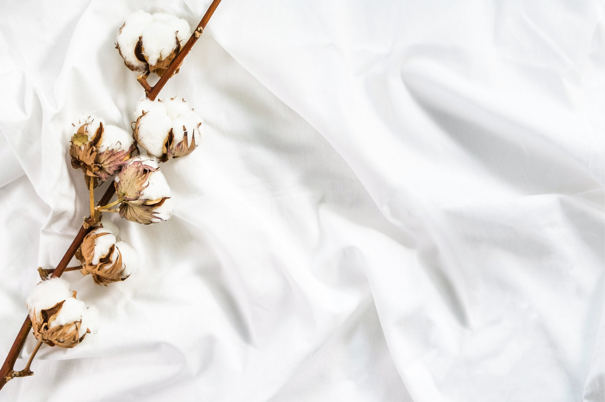 Why Cotton is Good for Sleep – beddie.com.au
